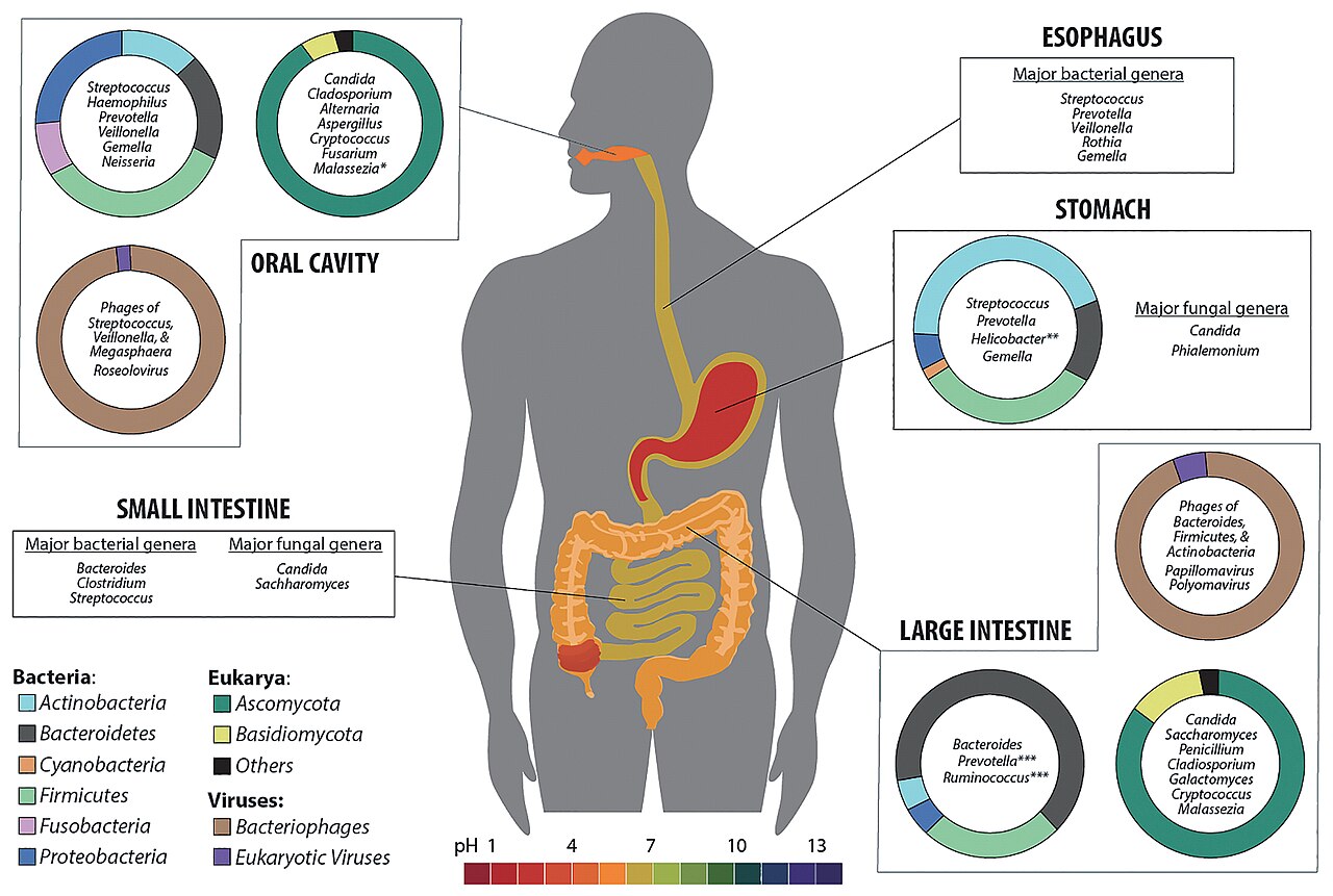 Microbiome intestinal humain observé au microscope électronique à balayage — diversité bactérienne