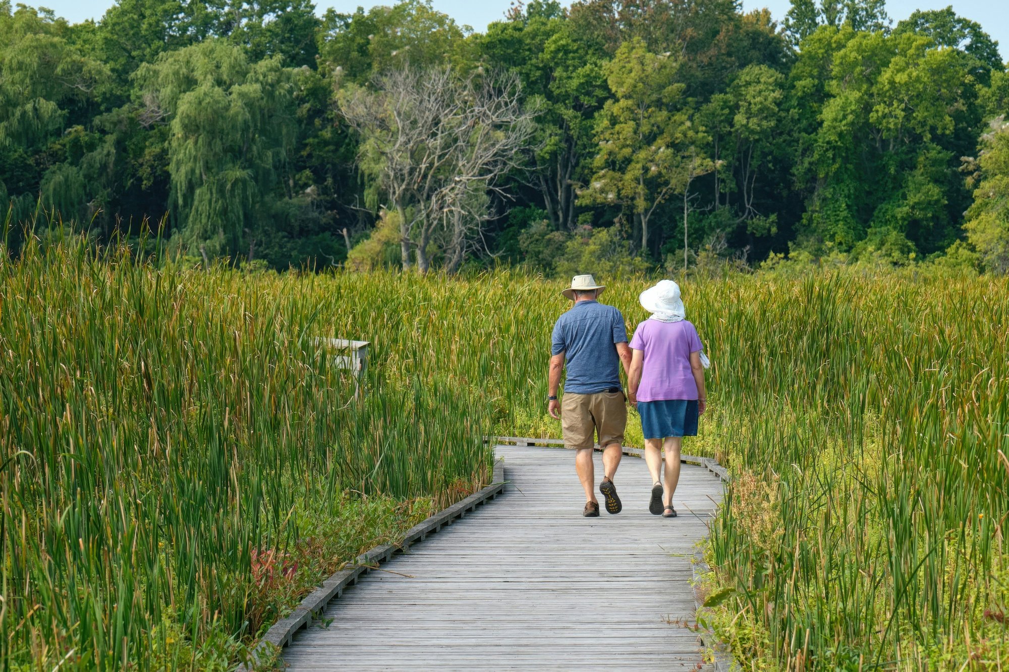 Paysage traditionnel d'Okinawa avec nature luxuriante, région connue comme Zone Bleue de longévité