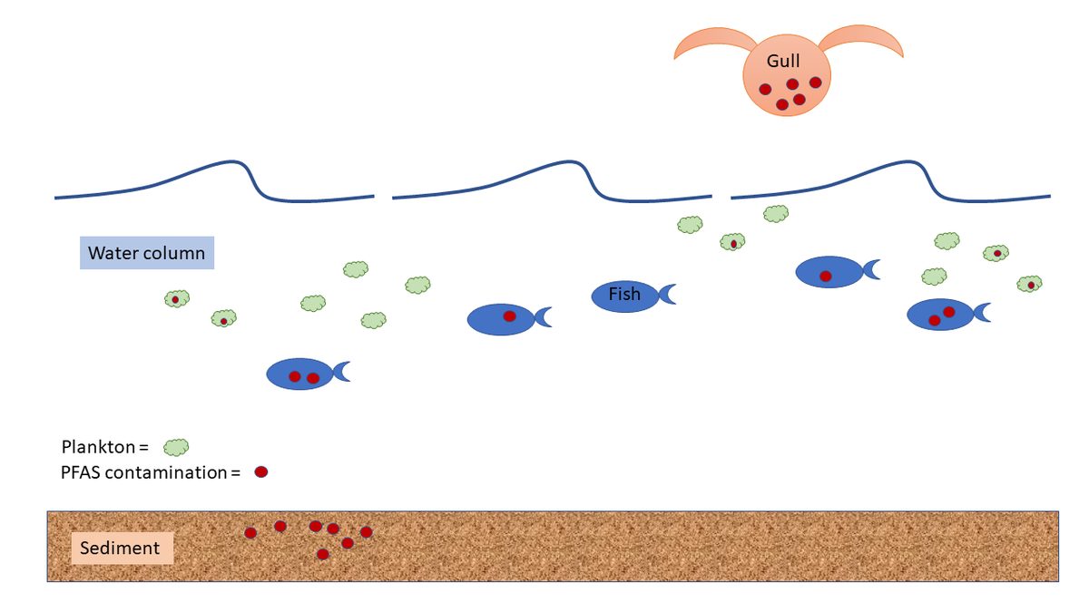 Bioaccumulation des PFAS dans la chaîne alimentaire