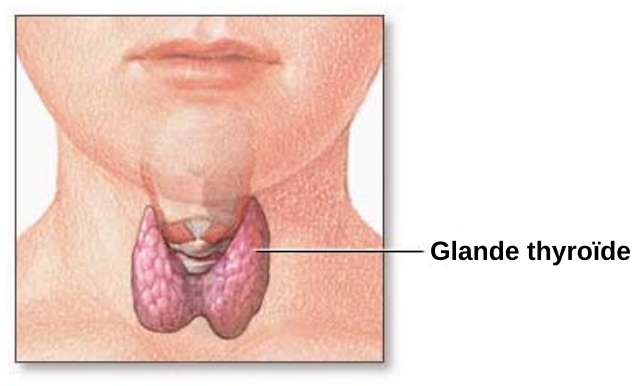 Schéma du système thyroïdien montrant l'axe hypothalamus-hypophyse-thyroïde