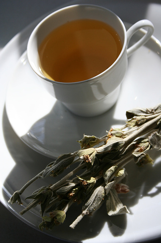Tisane de the de la montagne grec (Sideritis), boisson quotidienne des centenaires d'Ikaria
